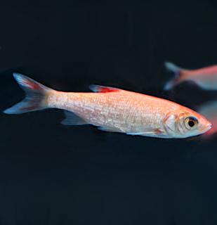 Jalec zlatý 10-12 cm - Leuciscus idus orfus