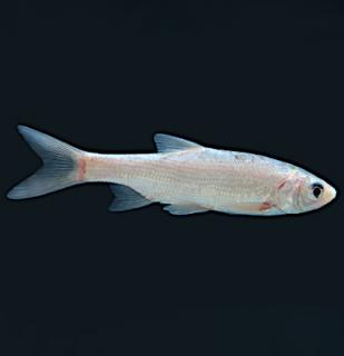 Jalec zlatý modrý 6-10 cm - Leuciscus idus orfus blue