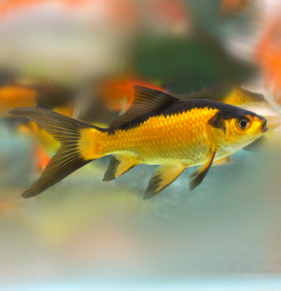 Karas čierno-oranžový - Carassius auratus