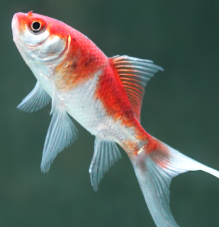 Karas Shubunkin 10-12 cm - Carassius auratus