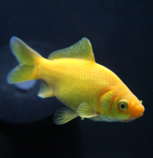 Karas žltý (Yellow) 6-8 cm - Carassius auratus