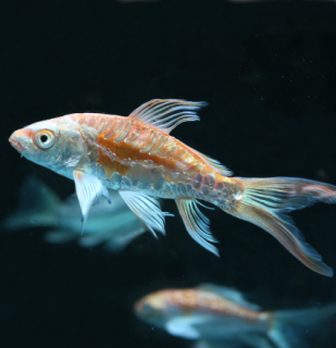 Koi kapor Butterfly 14-16 cm - Cyprinus carpio