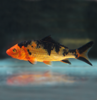 Koi kapor čierno zlatý 6-8 cm - Cyprinus carpio (DO JAZIERKA)