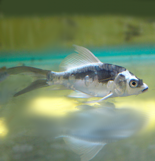 Koi kapor Kabuto White long fin 7-10 cm - Cyprinus carpio