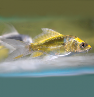 Koi kapor Kabuto Yellow long fin 7-10 cm - Cyprinus carpio