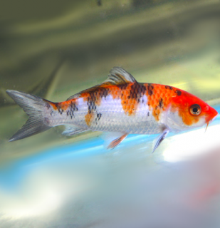 Koi kapor Sanke 14-16 cm - Cyprinus carpio