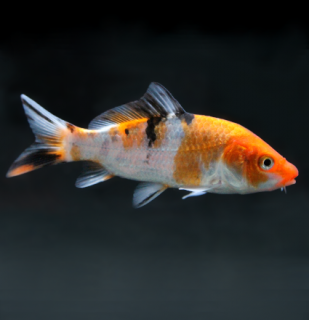 Koi kapor tricolor 6-8 cm - Cyprinus carpio (DO JAZIERKA)