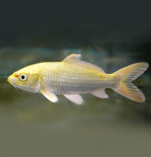 Koi kapor Yamabuki Ogon 14-16 cm - Cyprinus carpio