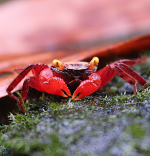 Krab Rouxi – Geosesarma cf. rouxi   (Raibow Vampire Crab)
