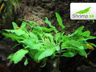 Kryptokoryna 'Green crisped leaf' - košík (Cryptocoryne wendtii)