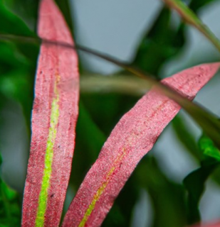 Kryptokoryna spiralis Red - košík