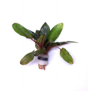 Kryptokoryna wendtii 'brown' - zväzok (Cryptocoryne wendtii 'brown')