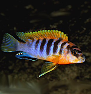 Labidochromis Hongi Sweden