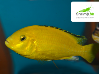 Labidochromis sp. 'Yellow'