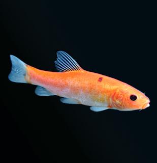 Lieň obyčajný zlatý 10-12 cm - Tinca tinca gold