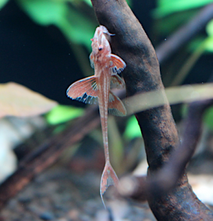 Loricaria rineloricaria sp. Red (L010A)