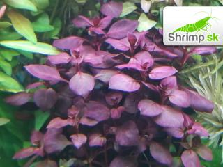 Ludwigia sp. Super Red - košík