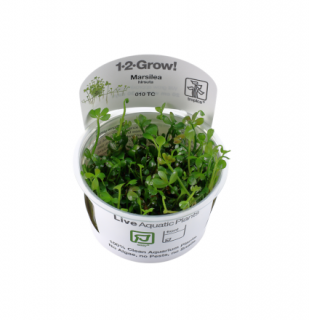 Marsilea hirsuta - in vitro 100 ml