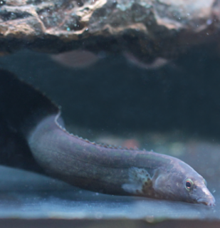 Mastacembelus armatus