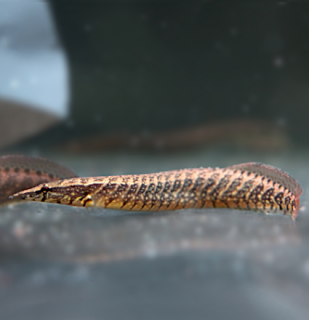 Mastacembelus circumcinctus