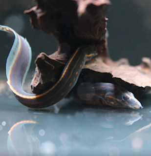 Mastacembelus erythrotaenia
