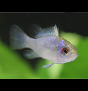 Mikrogeophagus ramirezi Electric blue