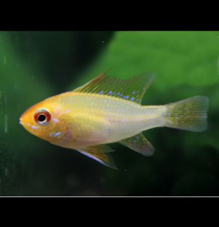 Mikrogeophagus ramirezi Gold