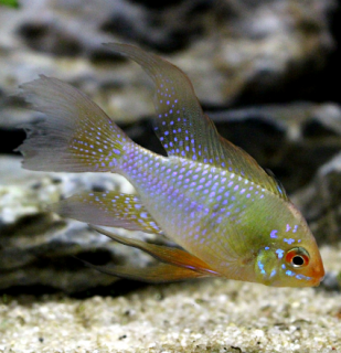 Mikrogeophagus ramirezi long fin