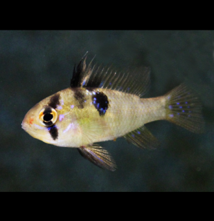 Mikrogeophagus ramirezi