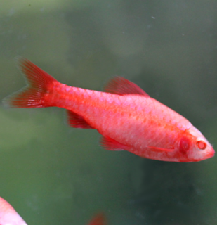 Mrenka Dúhová albín - Puntius titteya albino