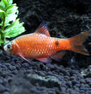 Mrenka ružová (orange) - Pethia conchonius