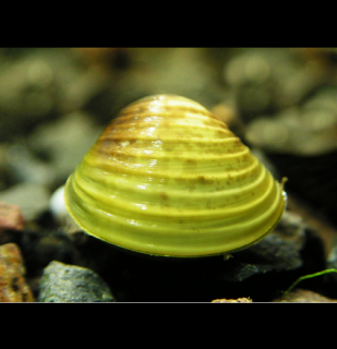Mušľa - Korbikula jávska 10 ks (Corbicula javanicus)