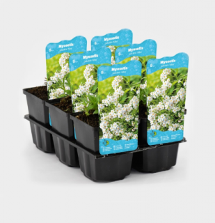 Myosotis palustris 'Alba' – košík 9x9 cm (Nezábudka močiarna 'Alba')