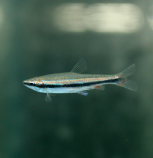 Nannostomus beckfordi