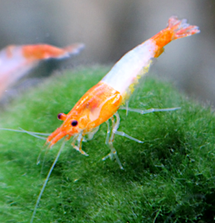 Neocaridina davidi var. Orange Rili