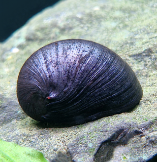 Neritina sp.