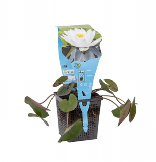 Nymphaea alba – košík 11x11 cm (Lekno biele)
