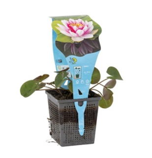 Nymphaea ‘Attraction’ – košík 11x11 cm (Lekno ‘Attraction’)