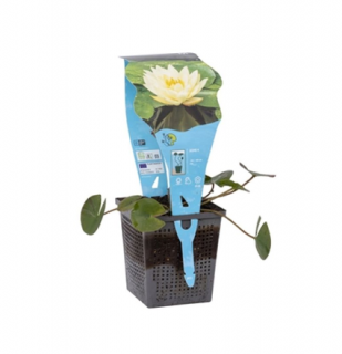 Nymphaea 'Joey Tomocik' – košík 11x11 cm (Lekno 'Joey Tomocik')