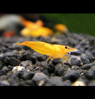 Orange - Neocaridina davidi