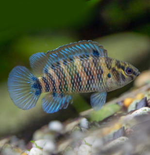 Ostnáč modrý – Badis badis