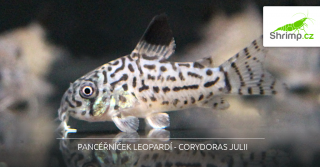 Pancierniček leopardí - Corydoras julii