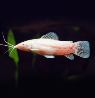 Pancierniček Trinidadský albín - Megalechis thoracata albin