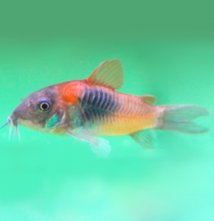 Pancierniček Venezuela orange (Corydoras venezuelanus)