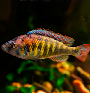 Papuľovec ohnivý (Tlamovec) 4 - 5 cm (Haplochromis nyererei)