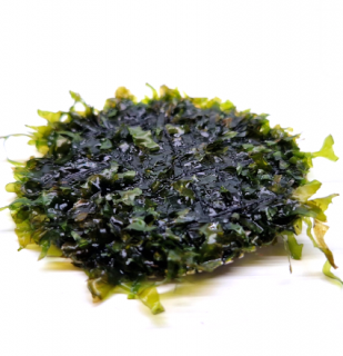 Pellia moss - Monosolenium tennerum