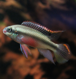 Pelvicachromis pulcher