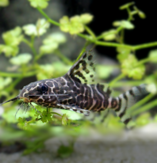 Perovec škvrnitý – Synodontis eupterus