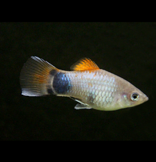 Plata blue mickey mouse - Xiphophorus maculatus