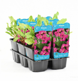 Primula rosea – košík 9x9 cm (Prvosienka ružová)